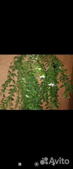 Хойя Белла комнатный цветок