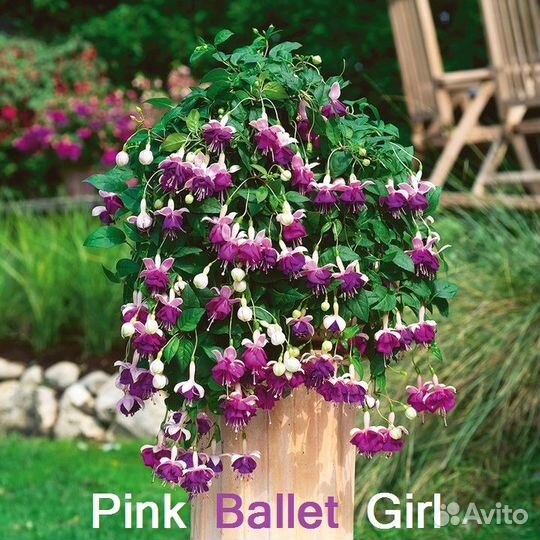 Фуксия сортовая