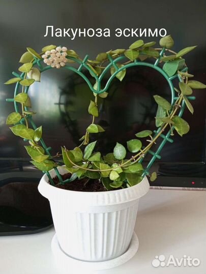 Хойи:Лакуноза эскимо, Грацилис, Матильда