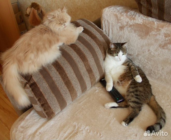 Передержка домашних котов и кошек