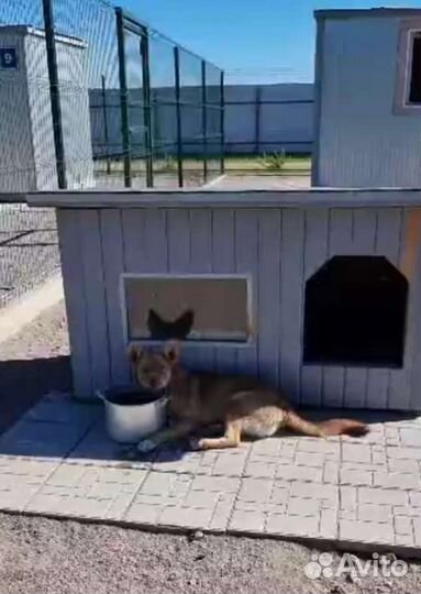 Красивая собака в добрые руки