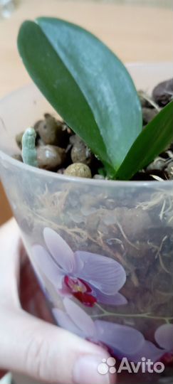 Детка орхидеи фаленопсис, кристальная вода