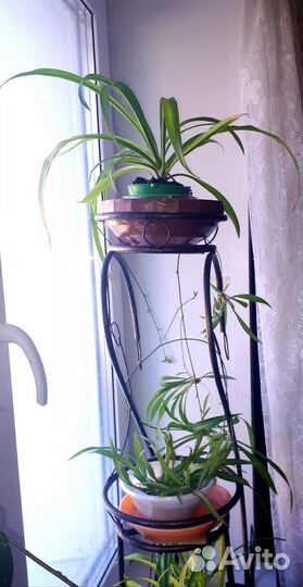 Хлорофитум