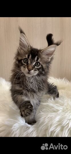 Продажа котят