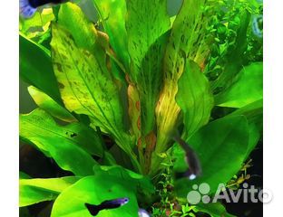 Аквариумные рыбки оптом