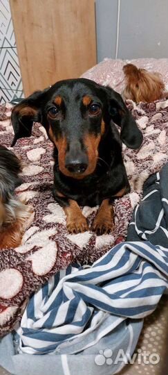 Такса Корни ищет дом