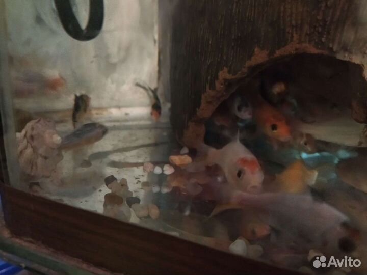 Рыба для пруда