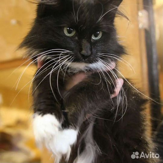 Кошка в дар