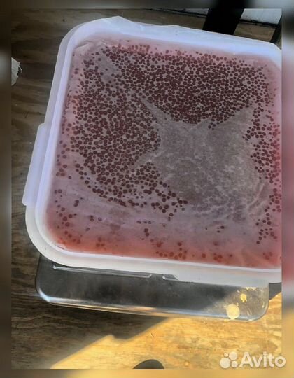 Икра Кеты опт