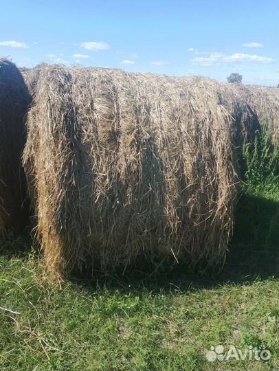 Продам сено в рулонах