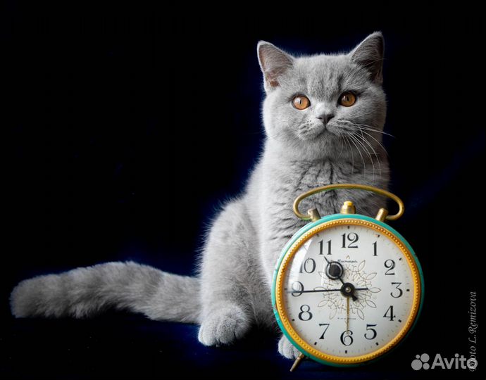 Голубой британский котенок. Мальчик