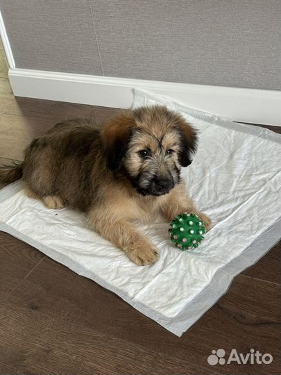 Отдам в добрые руки