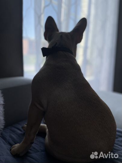 Французский бульдог