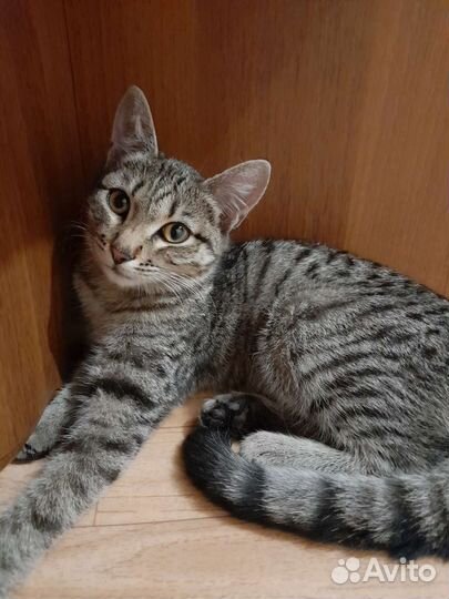 Котенок (девочка)