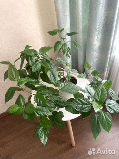 Гибискус китайская роза