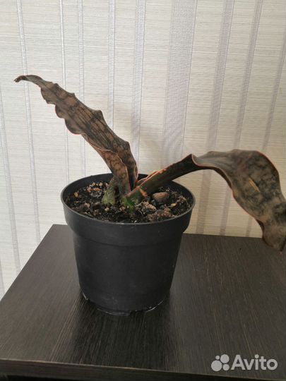 Сансевиерии сортовые