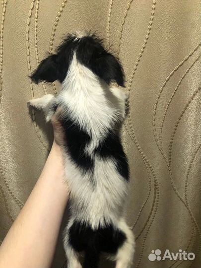 Собака в добрые руки щенок