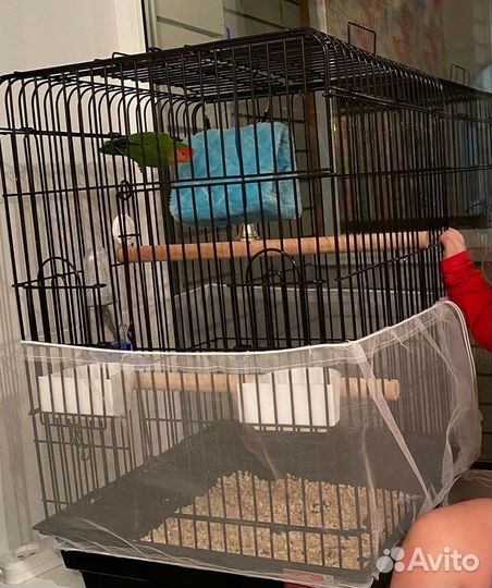 Попугай неразлучник с клеткой