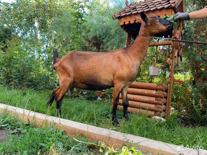 Козы и козлики чешской и альпийской пород
