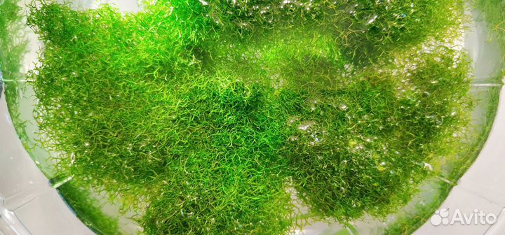 Пистия, риччия, роголистник для декора аквариума