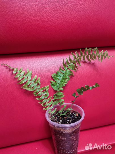 Папоротник Tiger Fern - Тайгер ферн