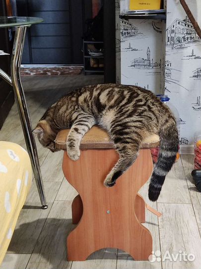 Шотландский кот вязка