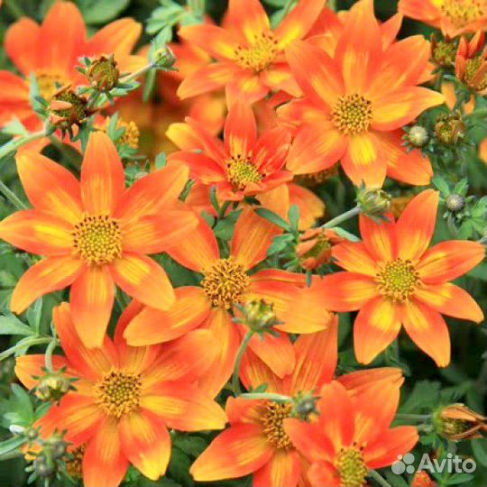 Биденс в ассортименте