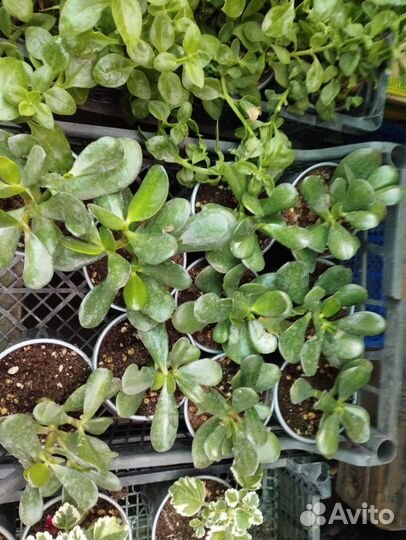 Традесканция, плектрантусы, колизия, хлорофитум