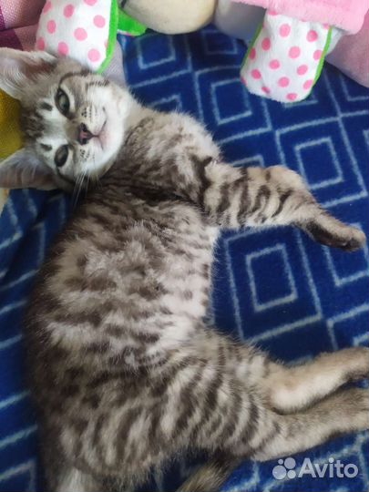 Котята домашние метис британки