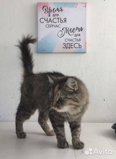 Кошечка в добрый руки