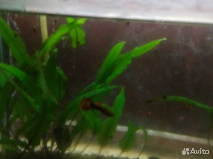 Продаю Моллинезий и мальков Гуппи
