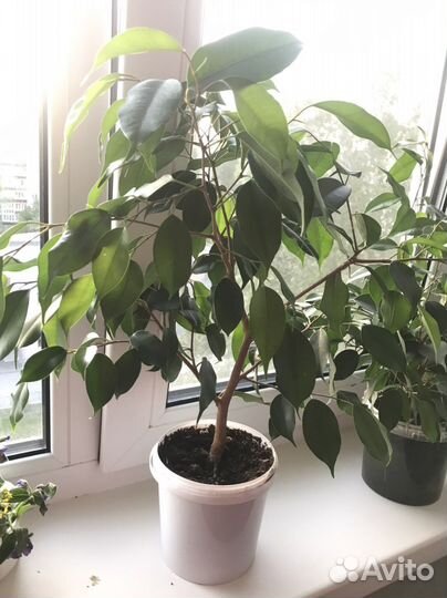 Фикус бенджамина