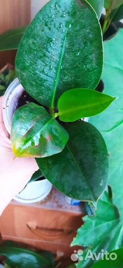 Комнатные цветы