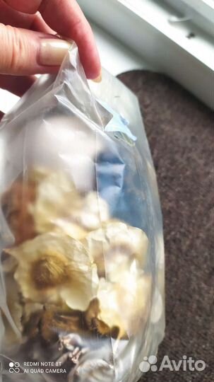 Сухоцветы и ракушки для творчества (набор)