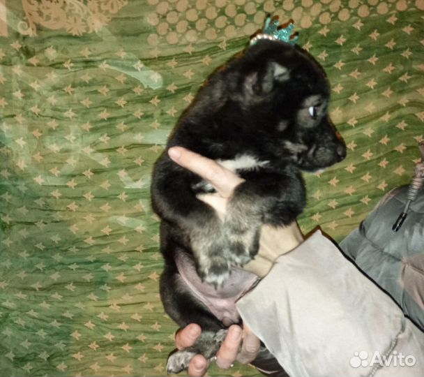 Сандра - щенок-девочка в дар