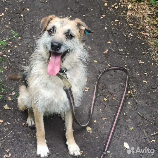 Собаке нужен дом