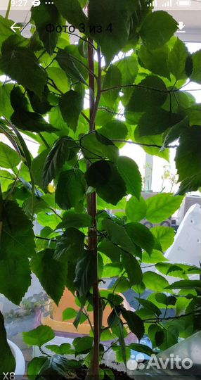 Комнатные цветы