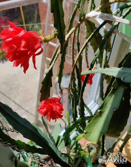 Эпифиллум, криптоцереус, марниера