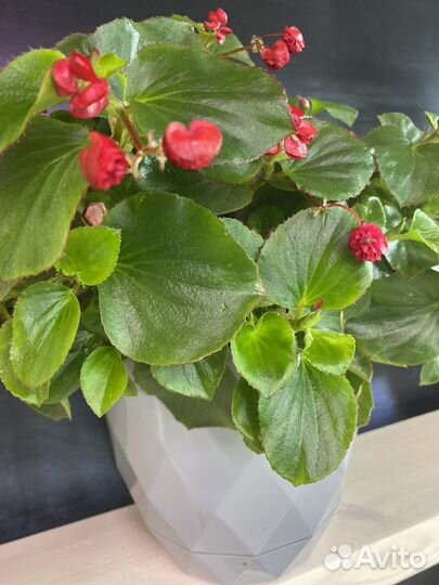 Бегония вечноцветущая красная