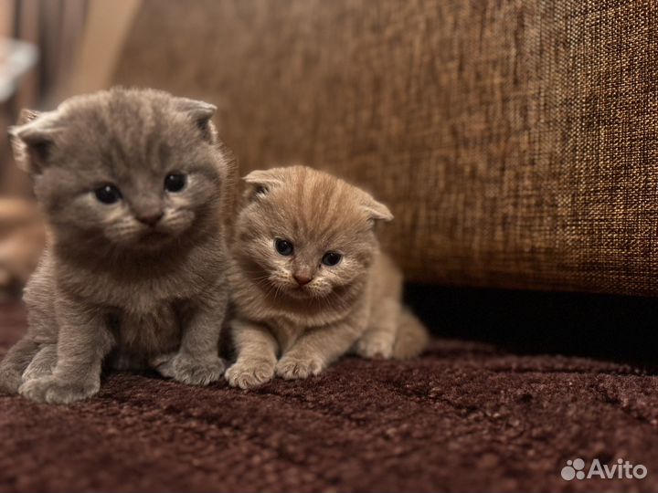 Шотландская