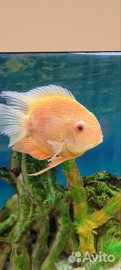 Северум красноточечный