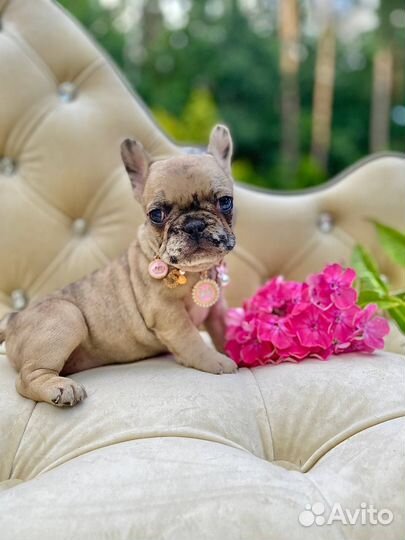 Французский бульдог щенки