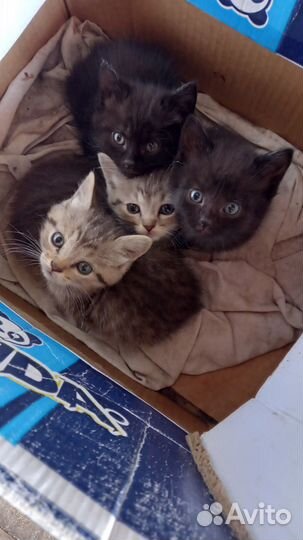 Котята в добрые руки