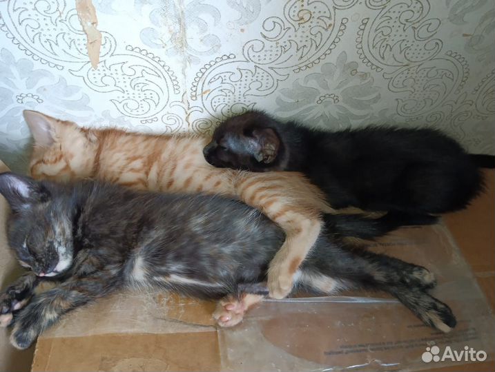 Котята в добрые руки