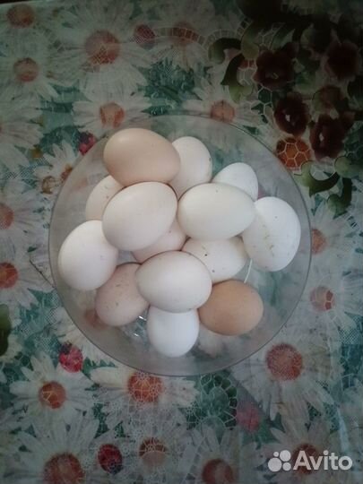 Яйца домашние куриные