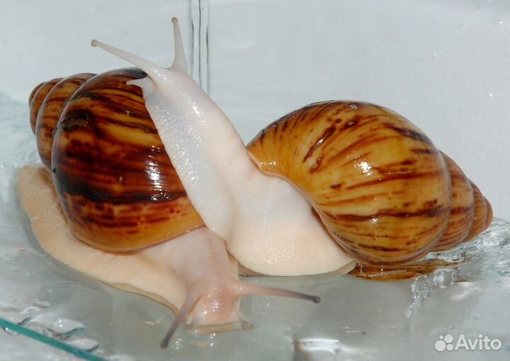 Улитки архахатины