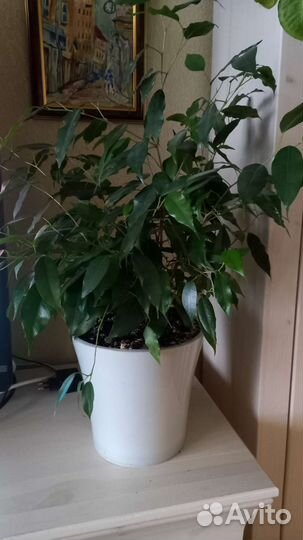 Фикус бенджамина и др. комнатные растения