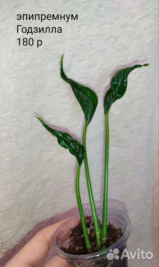 Эпипремнум,сциндапсус