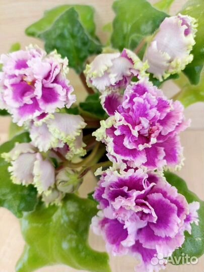 Листики фиалок