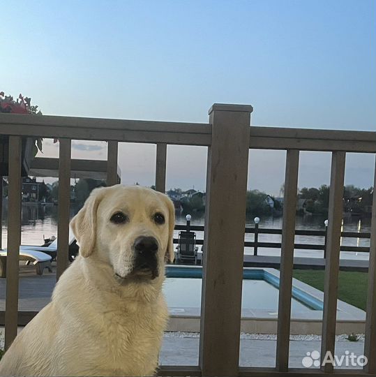 Кобель лабрадора Вязка